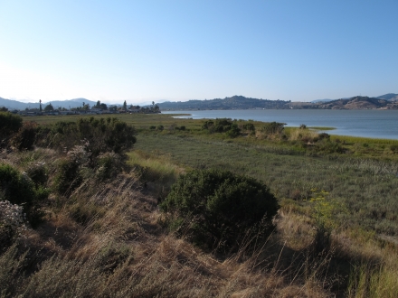 Triangle Marsh Restoration