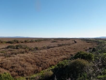 Sonoma Creek Baylands West
